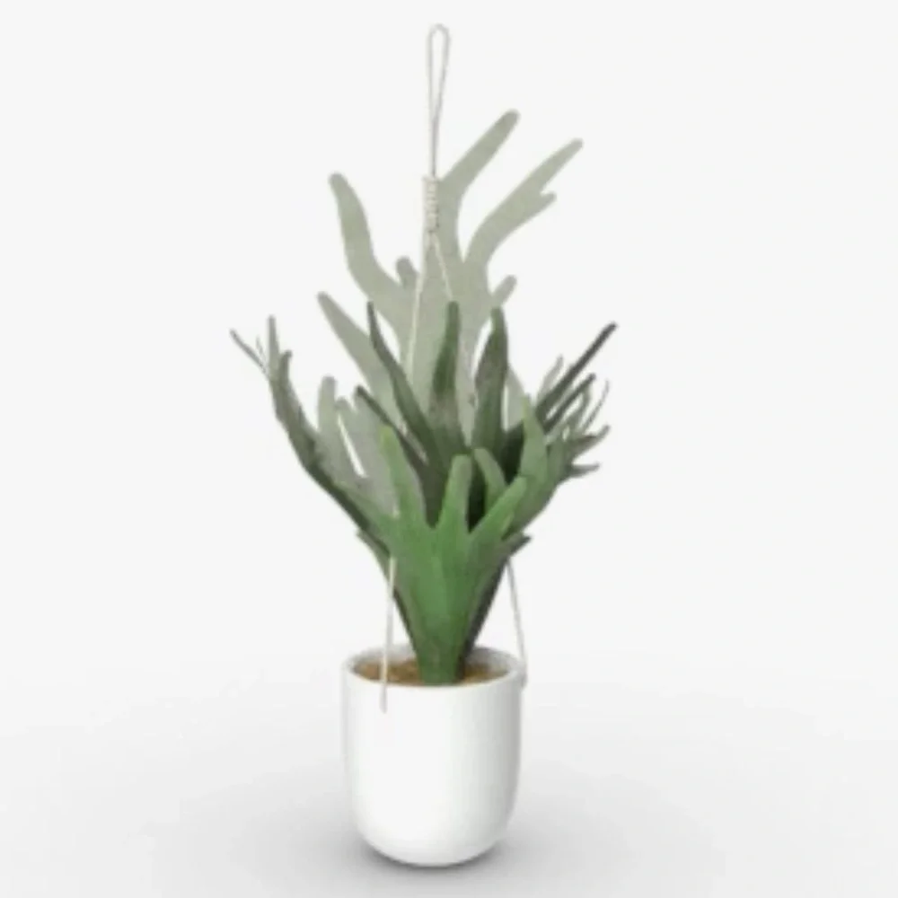 NEW Threshold Hanging Stag Horn Fern in White Ceramic Pot